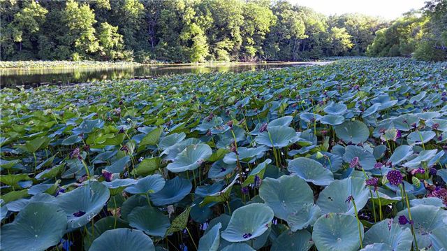 144 SE 250 Road, Warrensburg, MO 64093