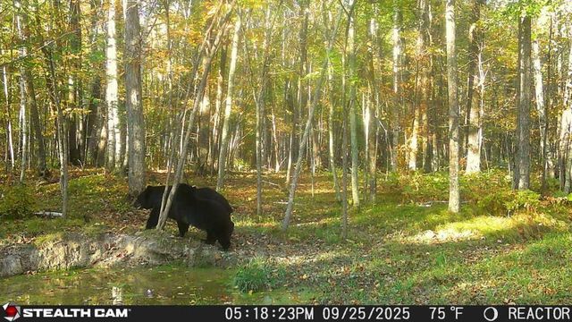 5415 24th Avenue NE, Longville, MN 56655