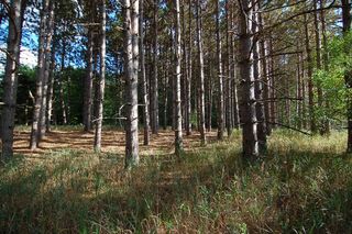 10200 80th Avenue, Evart, MI 49631