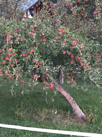 11010 Yonna Loop Drive, Bonanza, OR 97623