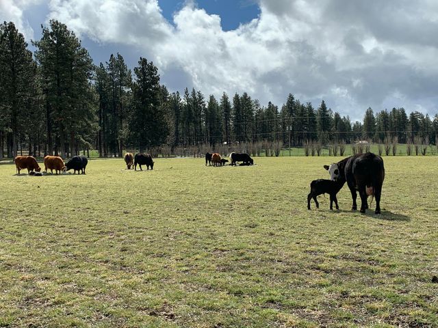 11010 Yonna Loop Drive, Bonanza, OR 97623