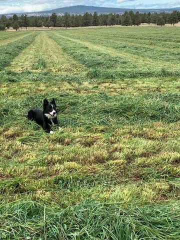 11010 Yonna Loop Drive, Bonanza, OR 97623