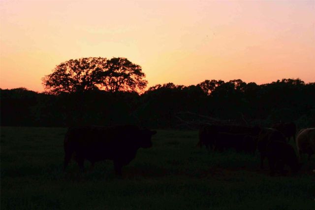 25+ ac. LCR 102 Road, Axtell, TX 76673