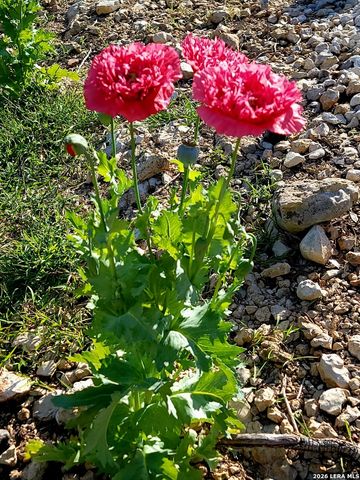 1425 Robusto, New Braunfels, TX 78132