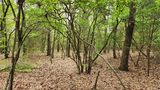 TBD 6.16 acres FM 115, Scroggins, TX 75480
