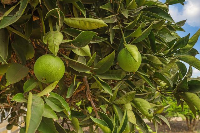 23418 N Mackville Rd, Clements, CA 95227