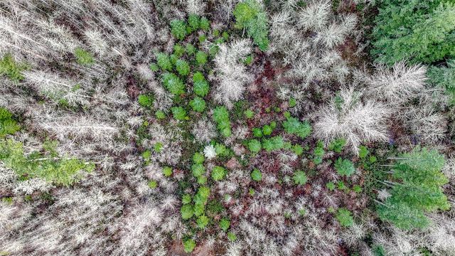 39838 Mountain Park Drive E, Roy, WA 98580