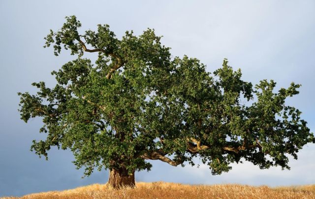 2928 Knightsbridge Ln, Roseville, CA 95747