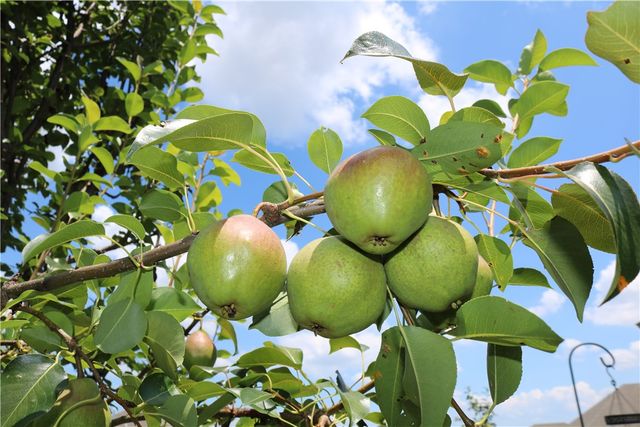 1110 Tulip Street, Centerton, AR 72719