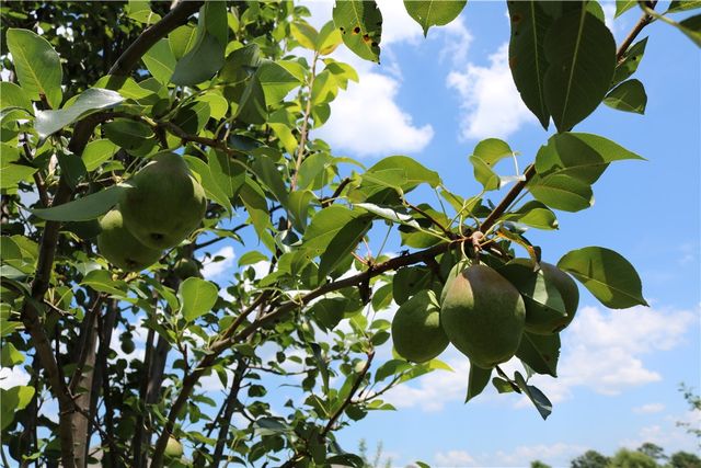 1110 Tulip Street, Centerton, AR 72719