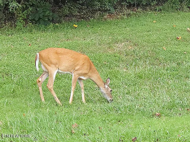 148 White Hawk Drive, Vonore, TN 37885