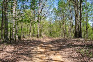 1555 Dog Hollow Road, Lynnville, TN 38472