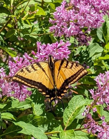 10645 Nucla Street, Commerce City, CO 80022