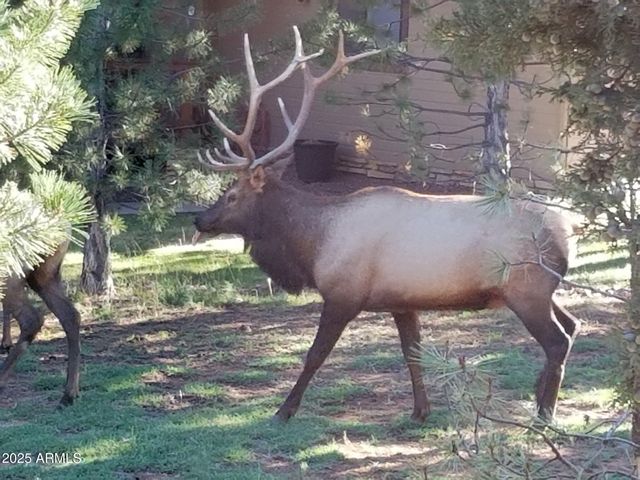 6168 W HIDDEN PINES Loop, Pine, AZ 85544