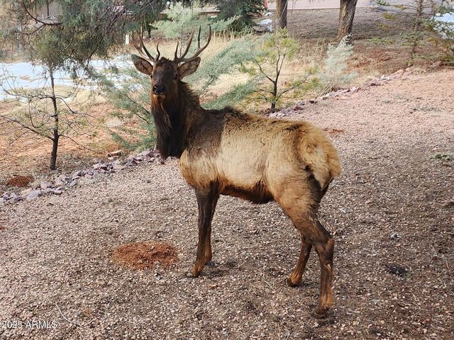 6168 W HIDDEN PINES Loop, Pine, AZ 85544