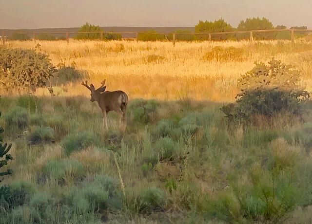 78 Drake Road, Edgewood, NM 87015