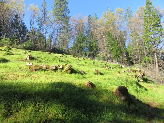 1360 Argonaut Ln, West Point, CA 95255