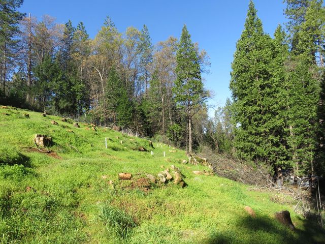 1360 Argonaut Ln, West Point, CA 95255