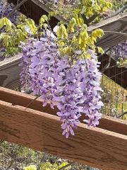 9591 Lassen Drive, Cobb, CA 95426