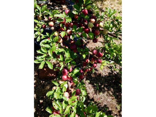 34575 MIAMI FOLEY Rd, Nehalem, OR 97131
