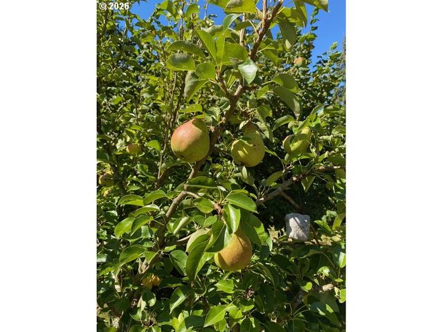 34575 MIAMI FOLEY Rd, Nehalem, OR 97131