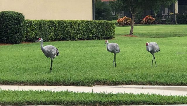 10797 TARFLOWER DRIVE 202, Venice, FL 34293