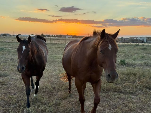 2811 Woodrow Road, Lubbock, TX 79423