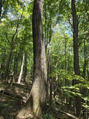 16 Seals Hollow Rd, Woodbury, TN 37190