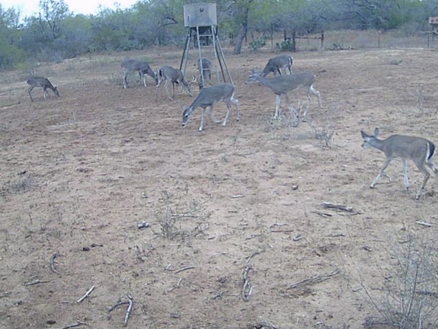 4141 CR 343, Charlotte, TX 78011