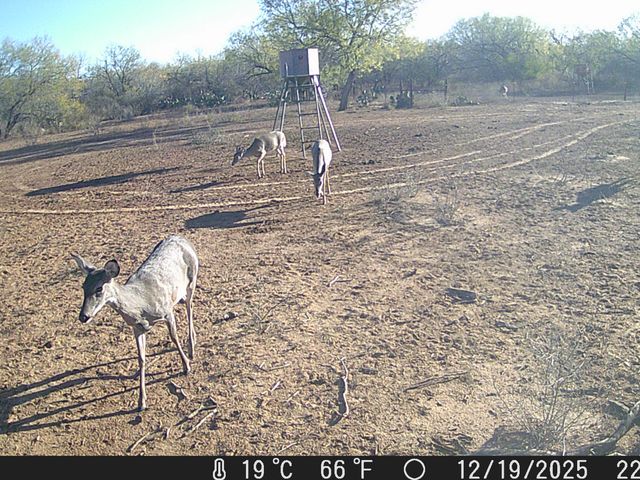 4141 CR 343, Charlotte, TX 78011