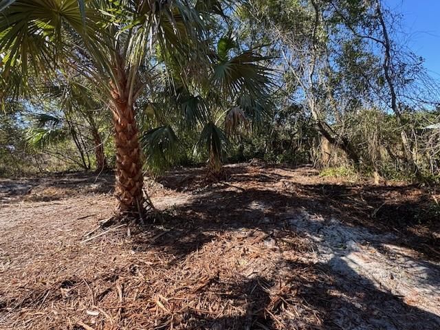 AZALEA AVENUE, Paisley, FL 32767