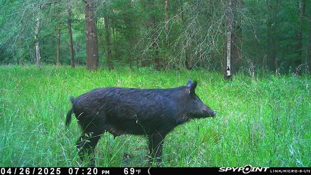 Lot 25 Frank Ln, Magnolia, TX 77353