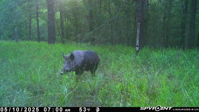 Lot 25 Frank Ln, Magnolia, TX 77353