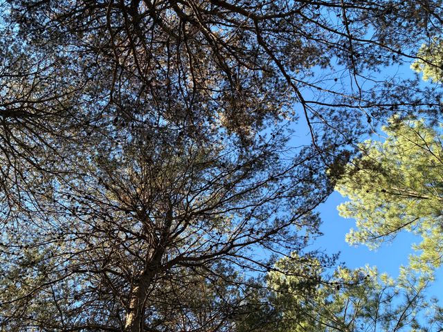 4690 Split Rail Way 1359, Guild, TN 37340