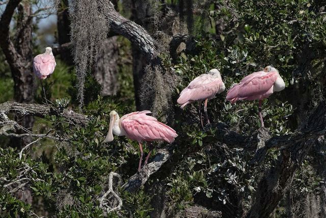 8127 Jack Island Drive, Johns Island, SC 29455