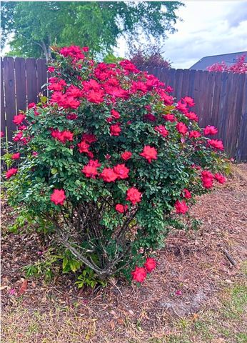 1036 Short Leaf Drive, Manning, SC 29102