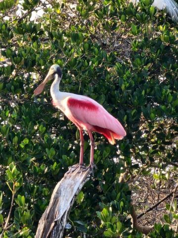 1627 DEL MONTE COURT, Venice, FL 34293