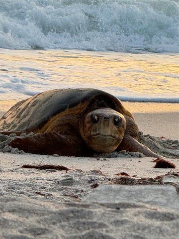 1627 DEL MONTE COURT, Venice, FL 34293