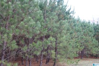 3170 CREST OVAL MTN ROAD, Bessemer, AL 35023