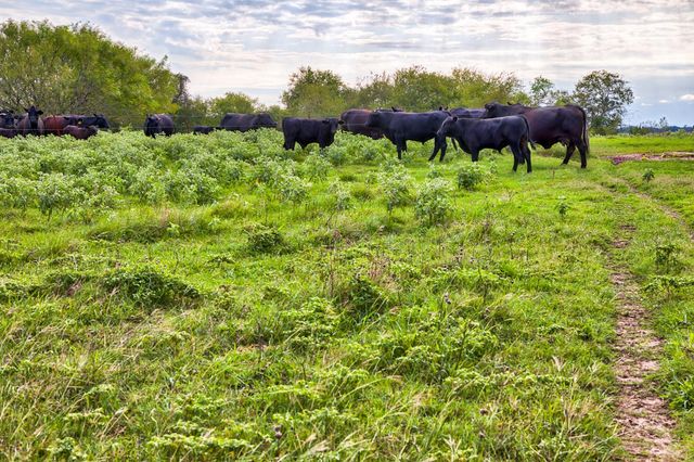 13041 Seydler Rd, Weimar, TX 78962