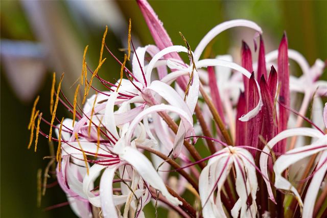 56 VILLA BORINQUEN, Vieques, PR 00765