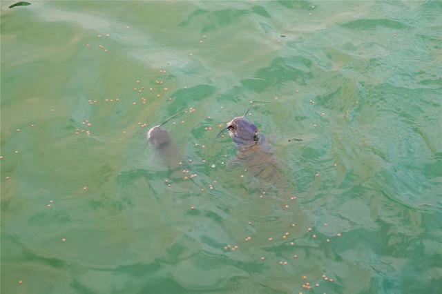 24714 Puccini Place, Katy, TX 77493