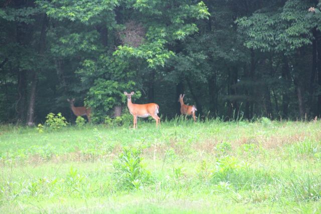 330 Copeland Cemetery Road, Soddy Daisy, TN 37379
