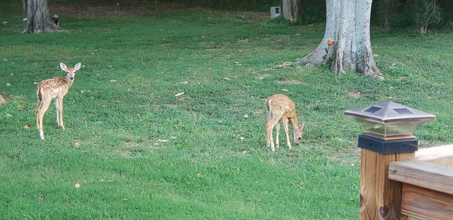 8163 Bonnafair Dr, Hermitage, TN 37076