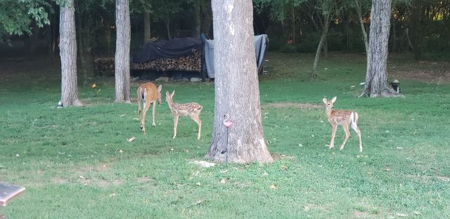 8163 Bonnafair Dr, Hermitage, TN 37076