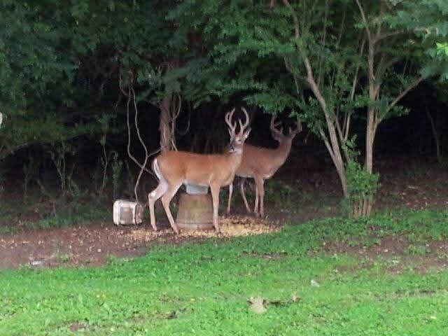 8163 Bonnafair Dr, Hermitage, TN 37076