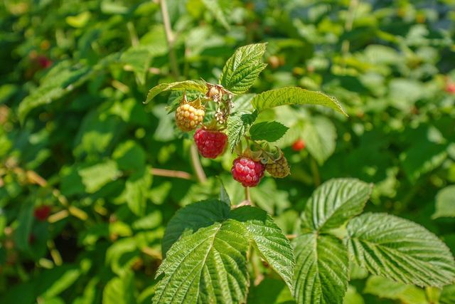 5124 N OAK St, Spokane, WA 99205