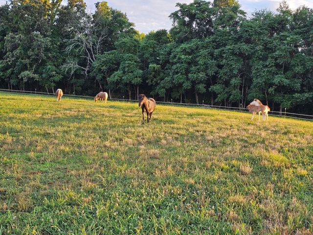 620 Roberts Cemetery Rd, Walling, TN 38587