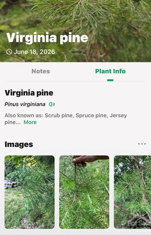 213 Mitchell View N 213MV, Old Fort, NC 28762