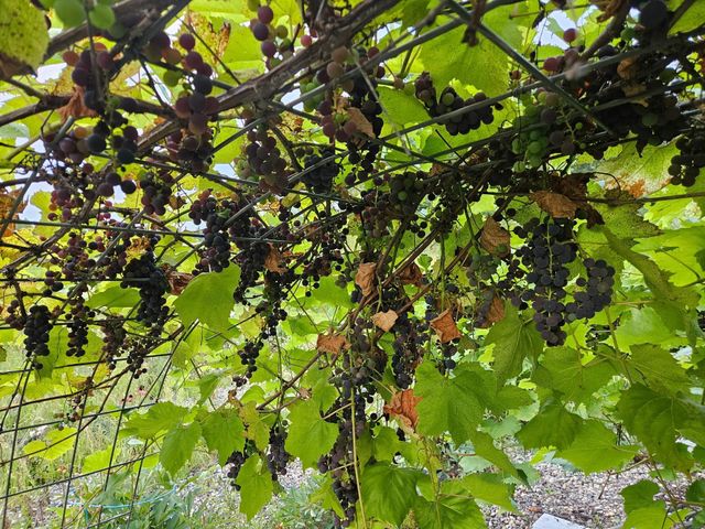 14750 Matson Road, Burlington Twp, MN 56544